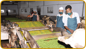 Green leaf crushing taking place for CTC Tea