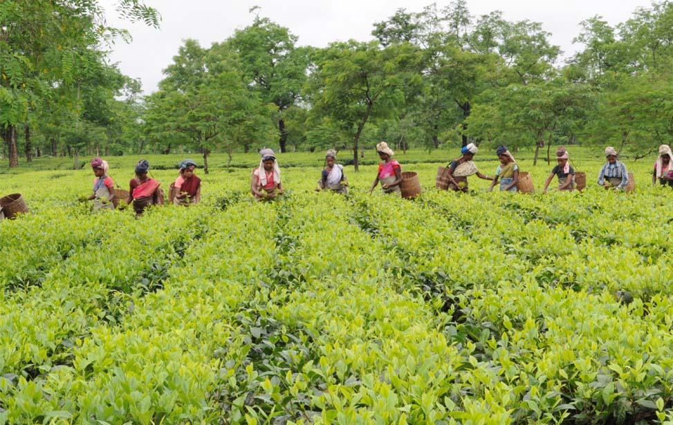 assam