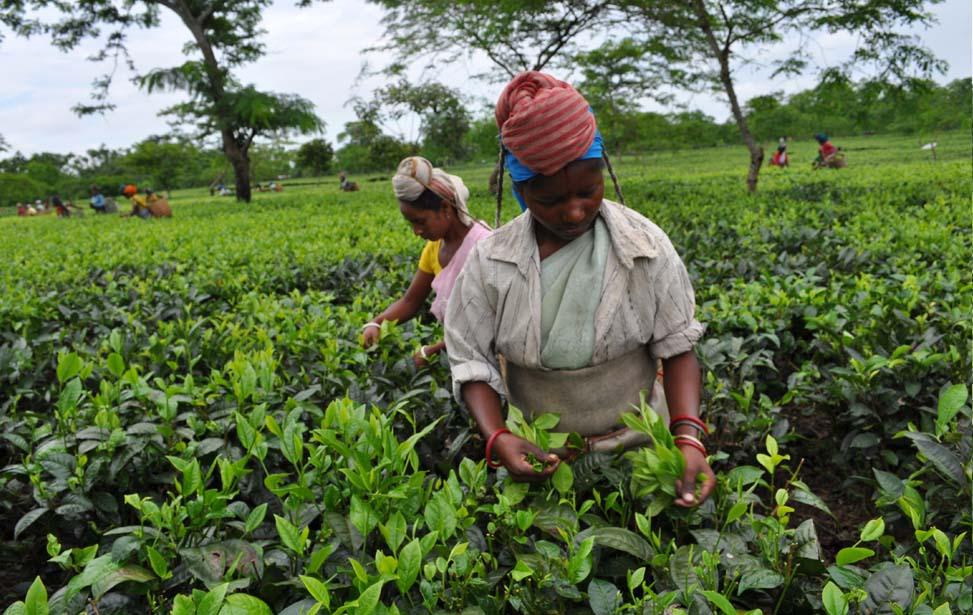 assam