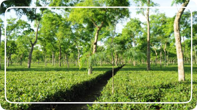 Chokhani Tea & Tea Seed Estate